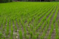 Hsinchu: Taiwan’s Innovation Nexus