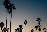 Discovering Los Angeles: Views and Flavors