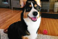 Winston’s Healing Progress After Surgery