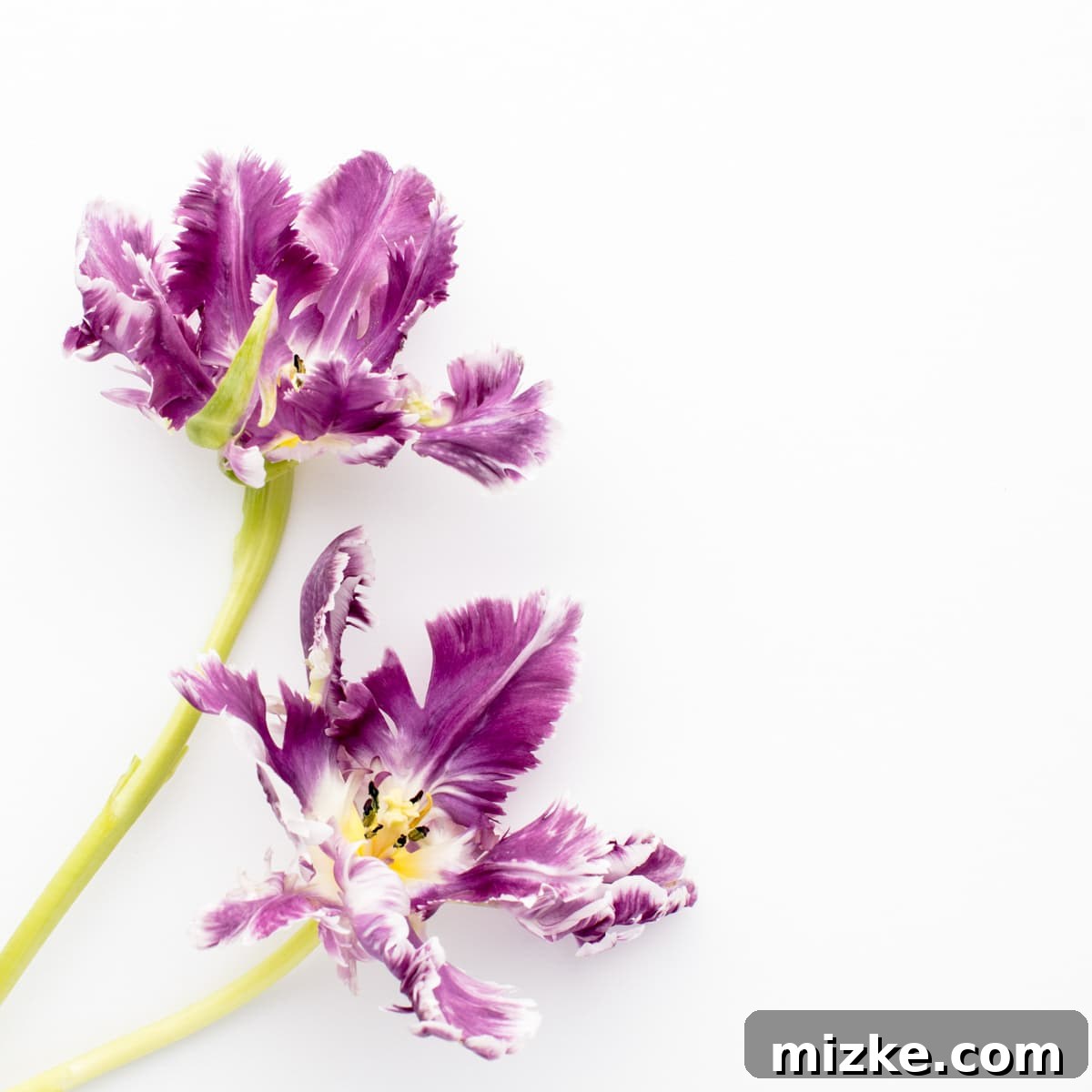 featured 34757