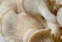 Unlocking Oyster Mushroom Potential