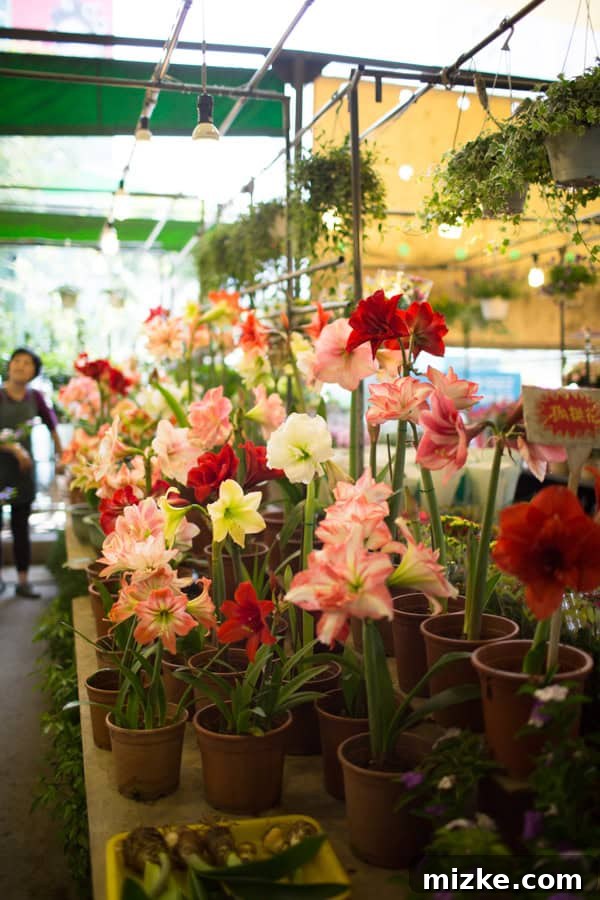 Colorful orchids and potted plants for sale at Jianguo Market