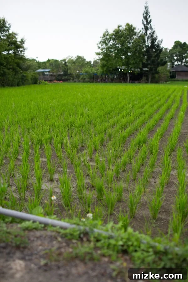 Hsinchu: Taiwan's Innovation Nexus 20 Traditional rice farming attire displayed in the farm's museum, offering a glimpse into agricultural history.