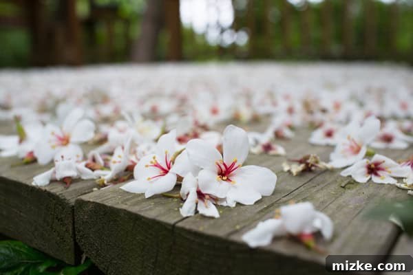Hsinchu: Taiwan's Innovation Nexus 26 Beautiful white flowers blooming on trees in the Hsinchu mountains, a seasonal spectacle in April.