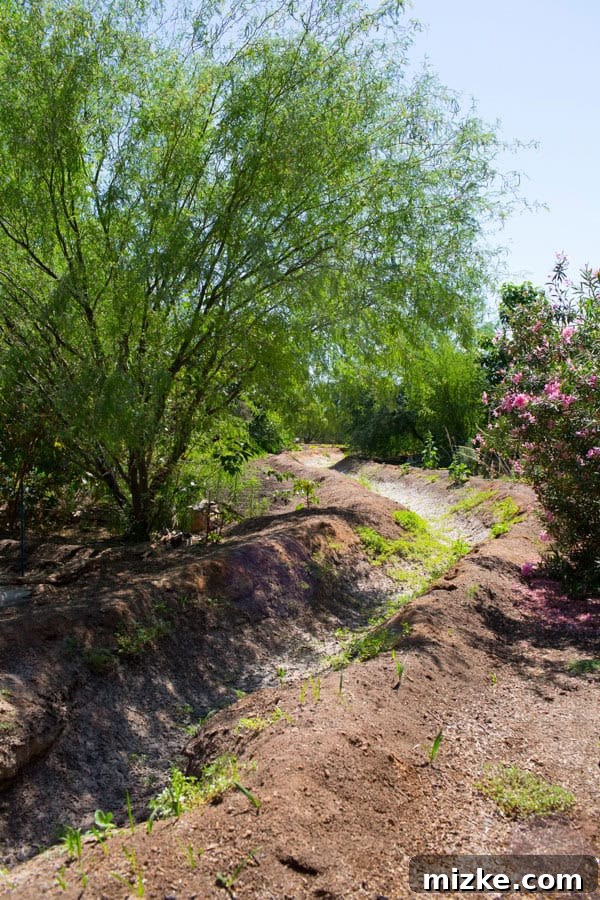 Unforgettable Scottsdale Experiences 18 Diverse Plant Life at Singh Farms