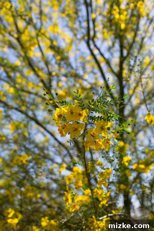 Unforgettable Scottsdale Experiences 20 Arizona's State Flower