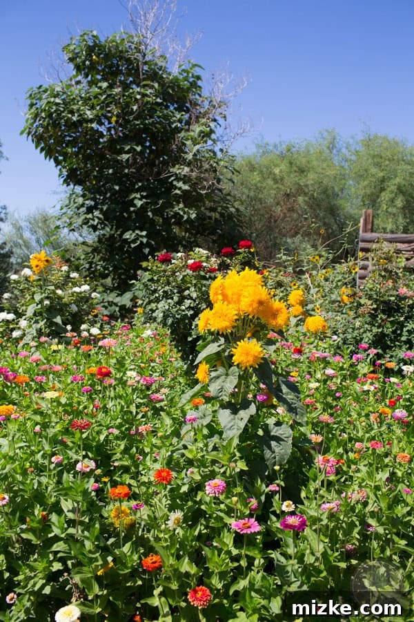 Unforgettable Scottsdale Experiences 21 Beautiful Desert Flowers in Bloom