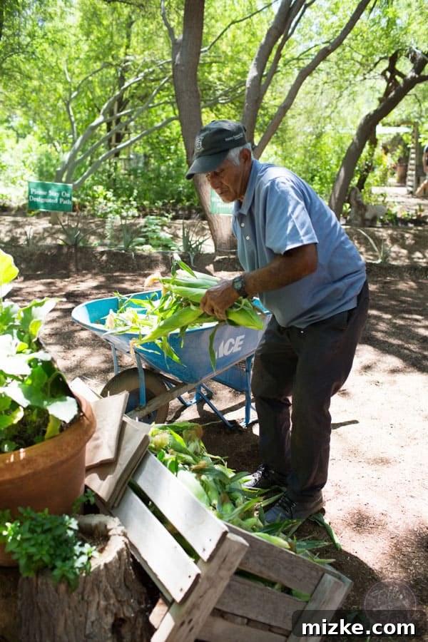 Unforgettable Scottsdale Experiences 26 Curious Child Watering Artichokes
