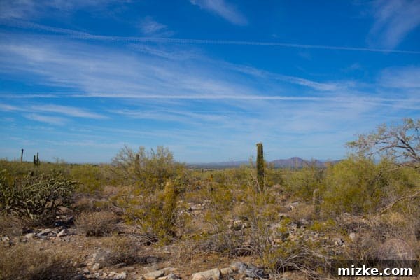 Unforgettable Scottsdale Experiences 31 Sonoran Desert Landscape