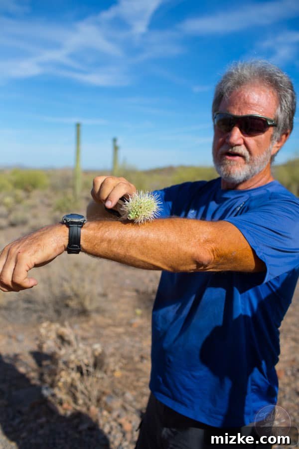 Unforgettable Scottsdale Experiences 32 Dangerous Teddy Bear Cholla Cactus