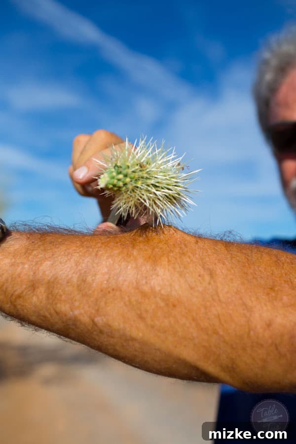 Unforgettable Scottsdale Experiences 33 Warning: Do Not Touch Cholla Cactus