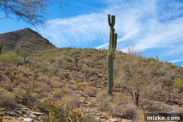 Unforgettable Scottsdale Experiences 34 Iconic Saguaro Cactus in Sonoran Desert