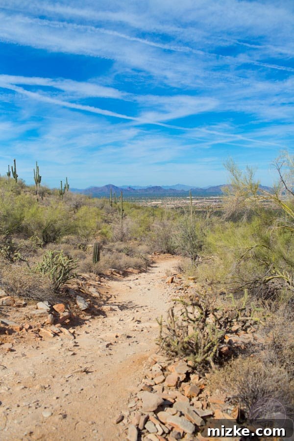 Unforgettable Scottsdale Experiences 35 Tall Saguaro Cactus with Many Arms