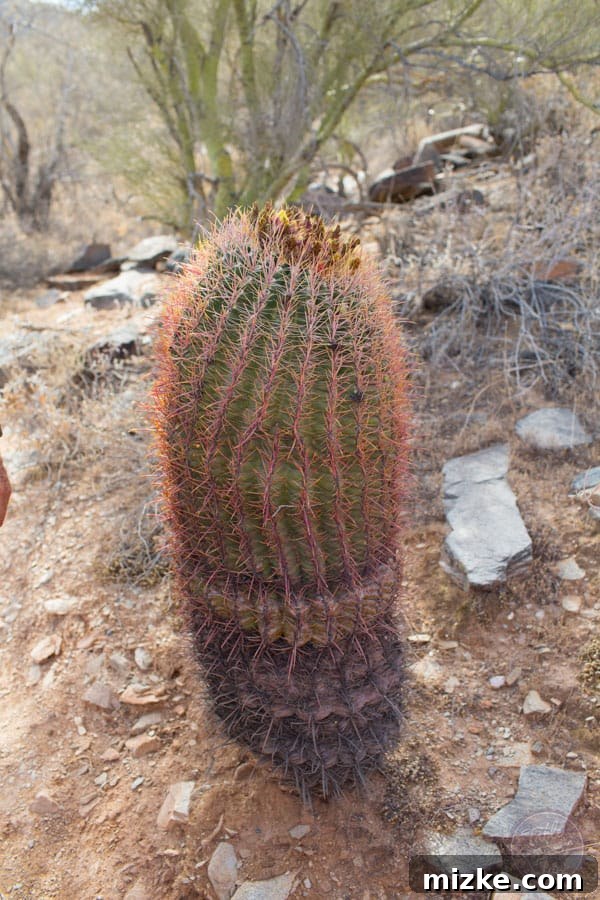 Unforgettable Scottsdale Experiences 36 Fishhook Barrel Cactus