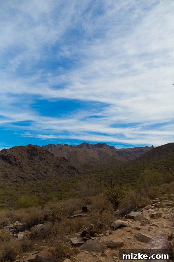 Unforgettable Scottsdale Experiences 37 Variety of Cacti in the Sonoran Desert