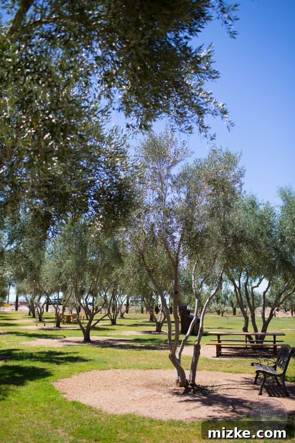 Unforgettable Scottsdale Experiences 39 Olive Grove at Queen Creek Olive Mill