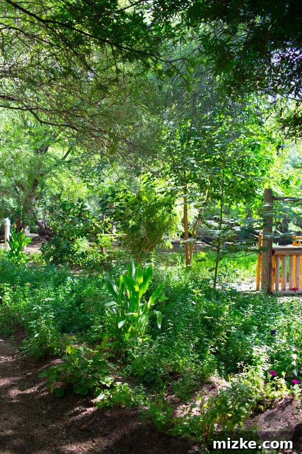 Unforgettable Scottsdale Experiences 6 Organic Vegetables Growing at Singh Farms