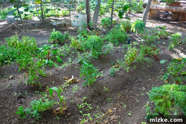Unforgettable Scottsdale Experiences 7 Farm Rows of Tomatoes and Red Peppers