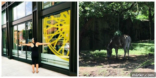 Unforgettable Chicago Experiences 5 Giraffes at Lincoln Park Zoo, a free attraction in Chicago