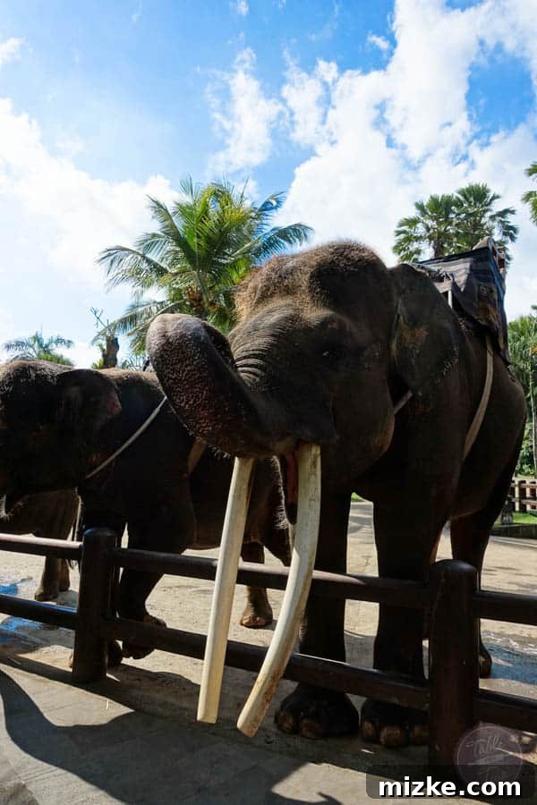 Bali's Elephant Safari Lodge 3 The Elephant Safari Park Lodge is one place to not be missed during your trip to Bali, Indonesia! It is an experience of a lifetime and you will go home with a deeper love for these gentle giants. Full review on tablefortwoblog.com!