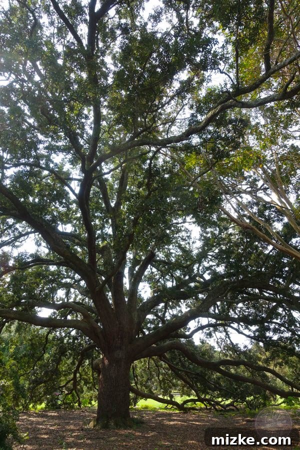 Charleston: Southern Charm and Historic Grandeur 64 Massive, ancient tree with sprawling branches in a Charleston park