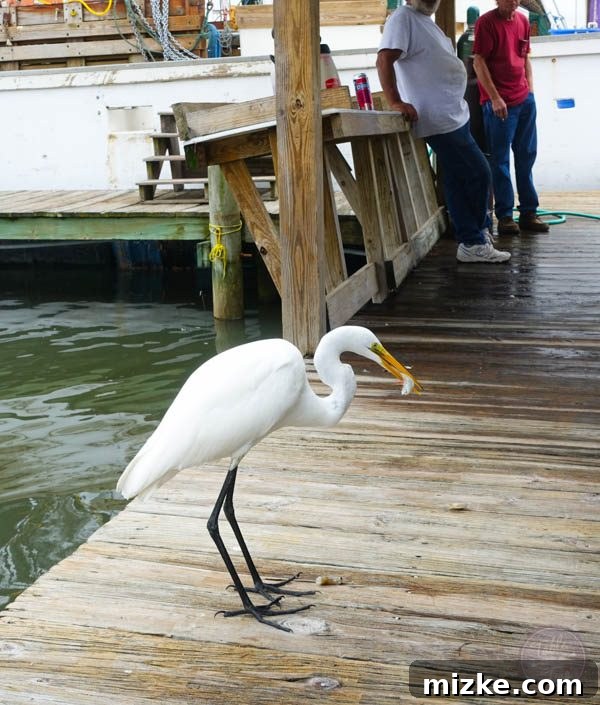 Charleston: Southern Charm and Historic Grandeur 68 Fishermen feeding shrimp to a bird at the Charleston fish market