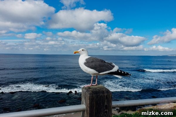 Watching the waves crash at La Jolla. la-san-diego-2015-tablefortwoblog-59