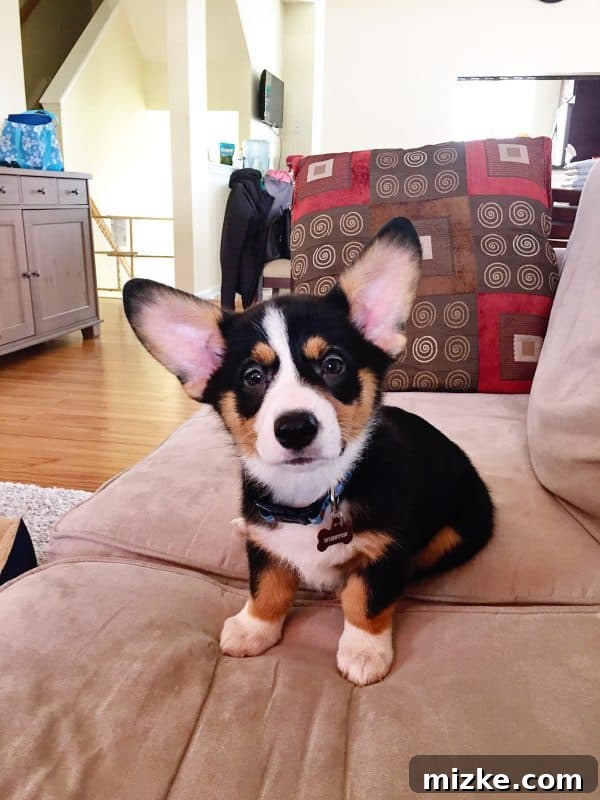 Winston's World Awaits 2 Winston the Corgi puppy posing for the camera, a cute black tri-head
