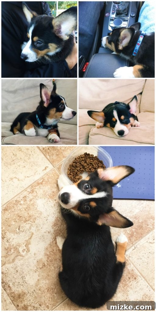 Winston's World Awaits 3 Collage of Winston the Corgi puppy in various cute poses and sleeping positions