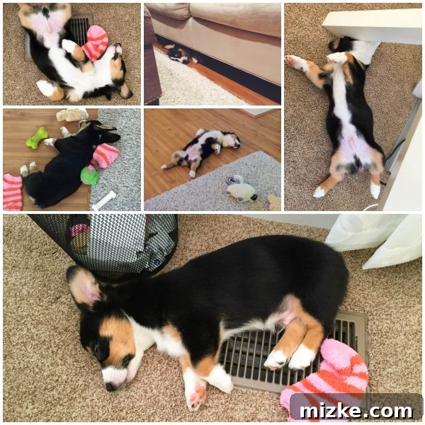 Winston's World Awaits 4 Collage of Winston the Corgi puppy sleeping in various funny and contorted positions