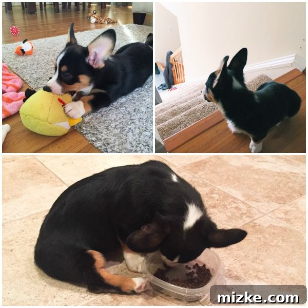 Winston's World Awaits 5 Collage of Winston the Corgi puppy playing with his favorite toys
