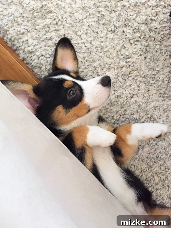 Winston's World Awaits 7 Winston sitting patiently, a charming black tri-color Corgi