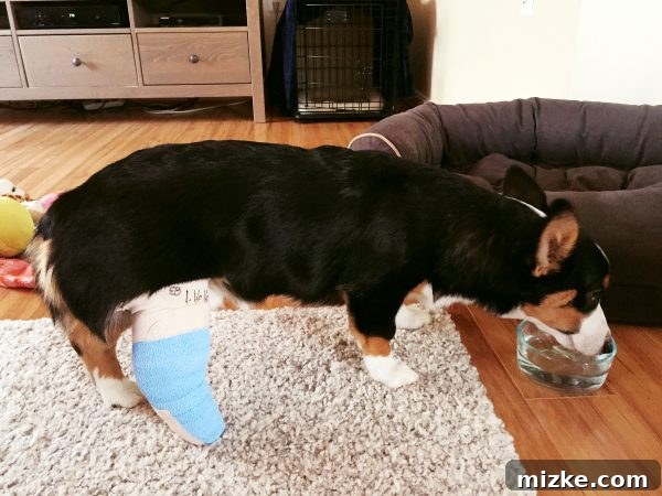 Winston, a Corgi puppy, looking sad after his accident, with a concerned expression. He had an unexpected surgery.