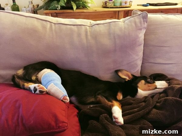 Winston, the Corgi puppy, receiving care at the veterinary clinic after his accident, showcasing the immediate response needed for pet injuries.