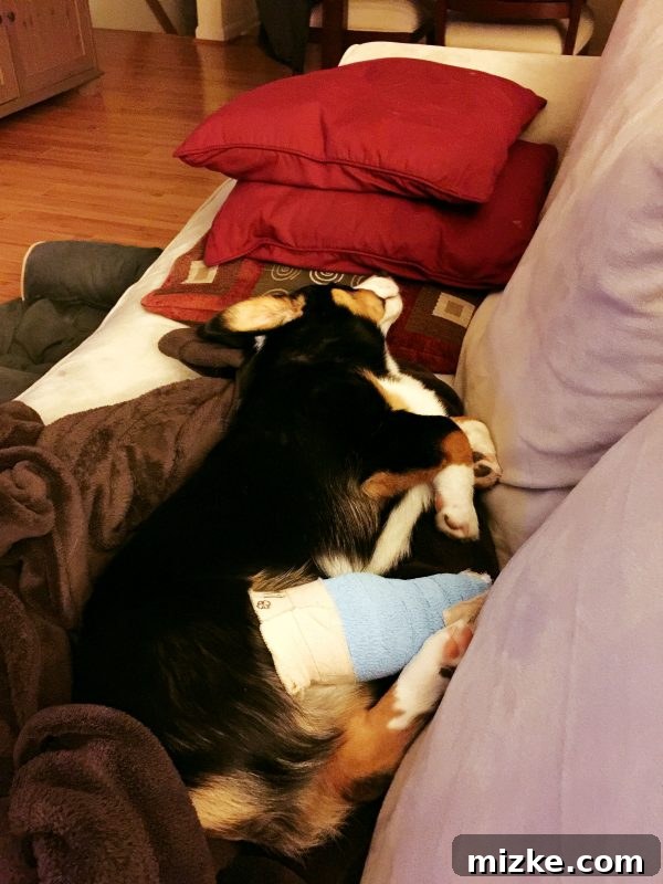 An X-ray of Winston the Corgi puppy's leg, showing the fractured growth plate that required emergency orthopedic surgery.