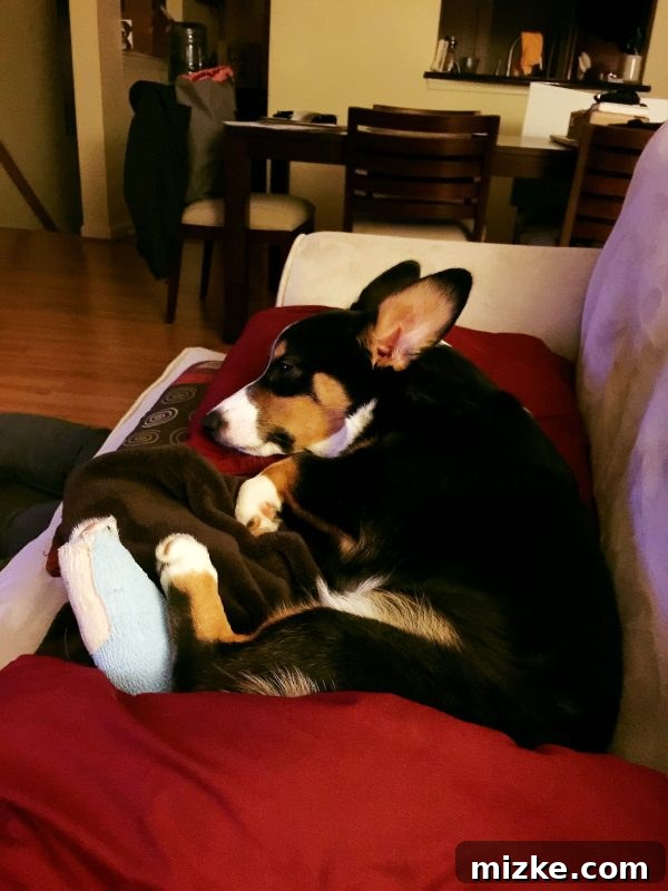 Winston, a Corgi puppy, recovering after his leg surgery, wearing a protective cone of shame and looking tired but safe.