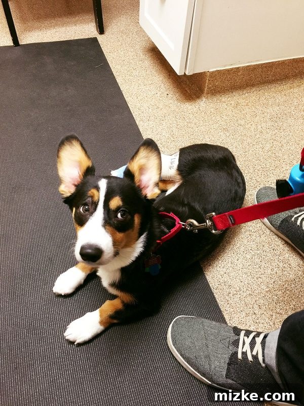 A close-up of Winston the Corgi puppy, looking endearing in his soft e-collar during his recovery period, ready to go home.