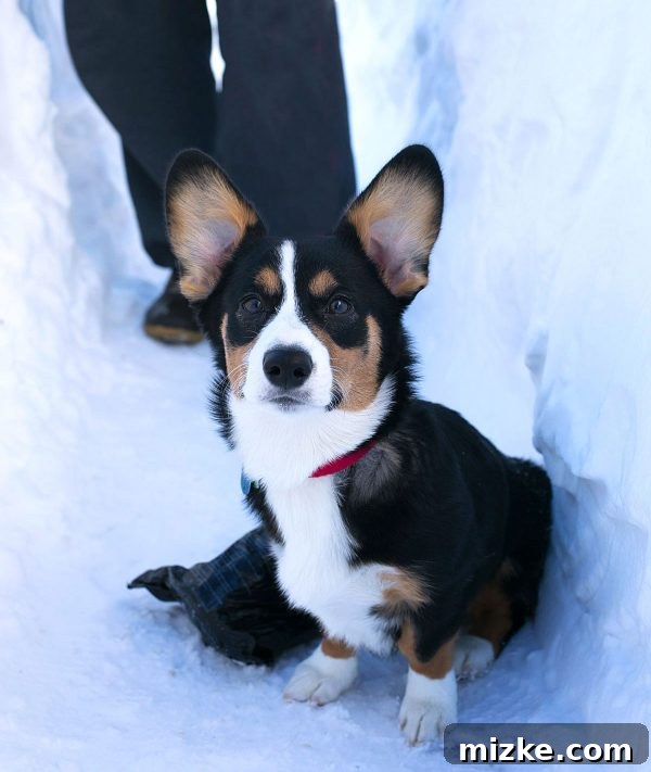 Blizzard of 2016: The Visual Story 2 Winston in the blizzard of 2016