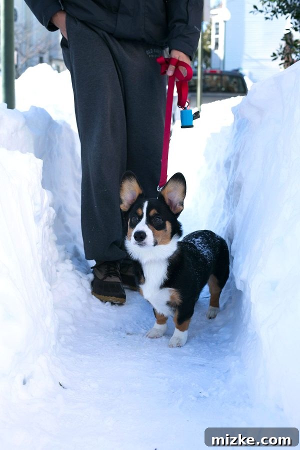 Blizzard of 2016: The Visual Story 14 blizzard-2016-tablefortwoblog-25