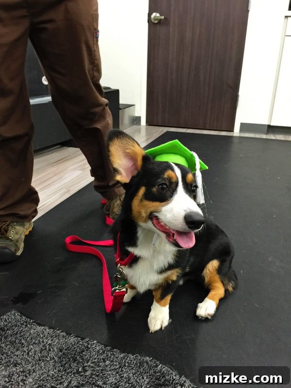 Winston's Healing Progress After Surgery 11 Winston the Corgi posing with a graduation banner and certificate, celebrating his successful physical therapy