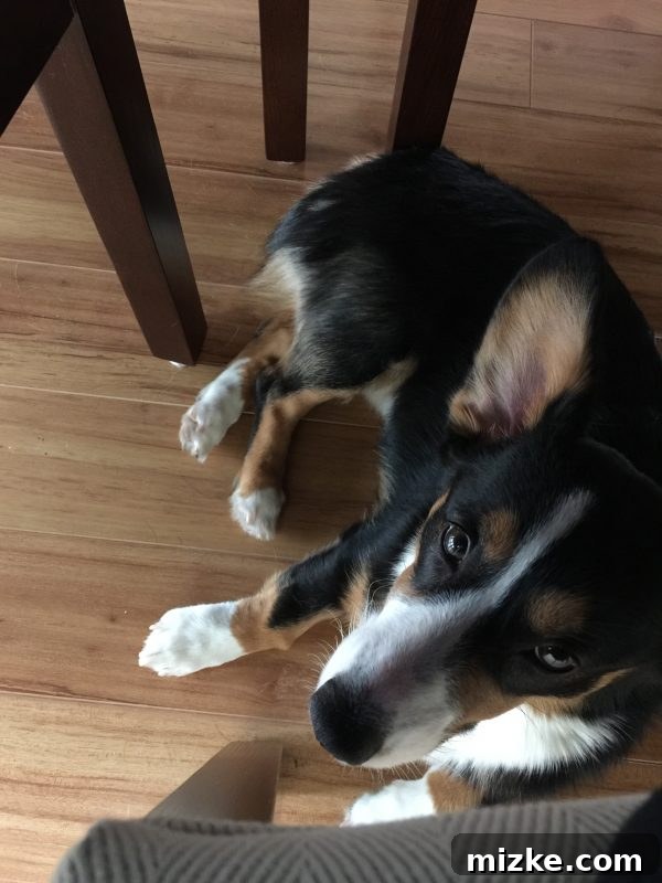 Winston's Healing Progress After Surgery 12 Winston the Corgi sleeping under a desk while his owner works, a common and comforting sight