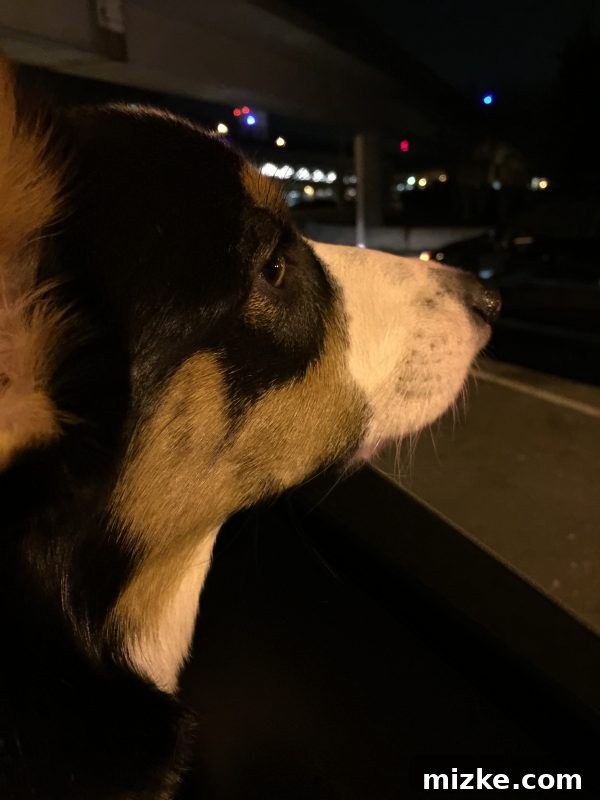 Winston's Healing Progress After Surgery 13 Winston the Corgi excitedly waiting for a car ride, showcasing his love for adventures