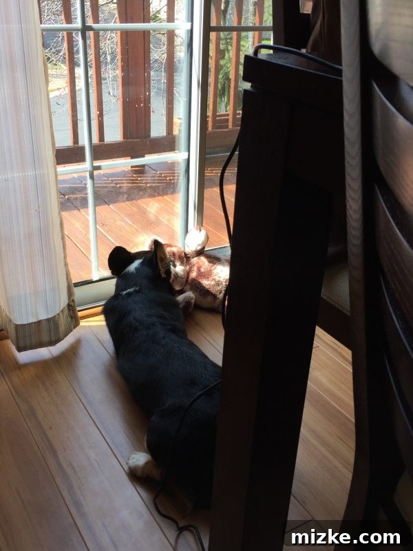 Winston's Healing Progress After Surgery 14 Winston the Corgi holding his favorite stuffed bear by the ear, ready for play or patrol