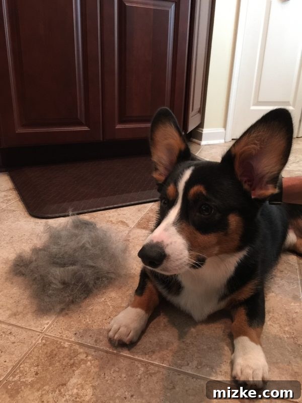Winston's Healing Progress After Surgery 17 A large pile of Corgi fur collected after a single grooming session with a Furminator, highlighting shedding season