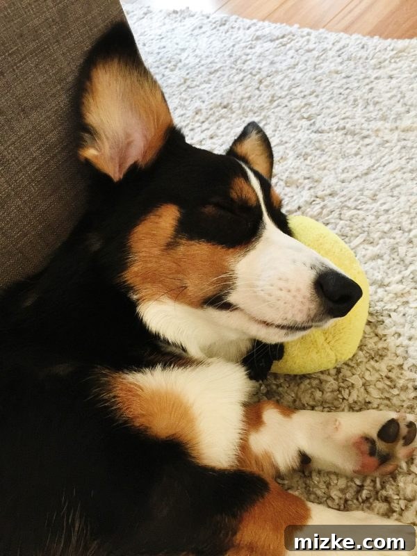 Winston's Healing Progress After Surgery 18 Winston the Corgi sleeping sweetly on his toys, using them as soft pillows