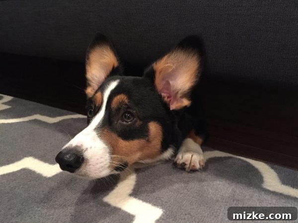 Winston's Healing Progress After Surgery 19 Winston the Corgi comically stuck under a couch, illustrating his rapid growth