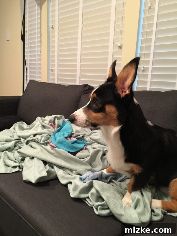 Winston's Healing Progress After Surgery 20 Winston the Corgi comically attempting to 'help' with household chores, specifically folding laundry