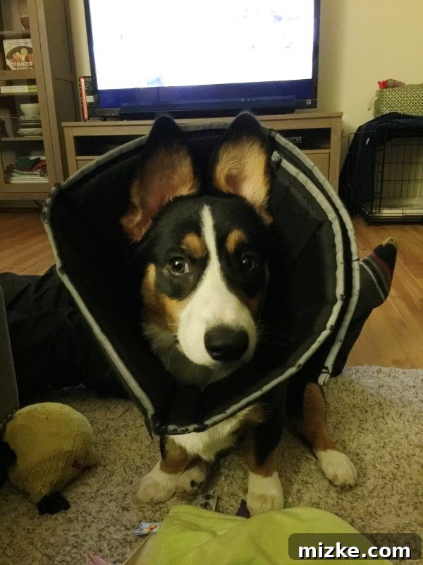 Winston's Healing Progress After Surgery 3 Winston the Corgi wearing a comfortable soft e-collar after his surgery to prevent licking of the incision