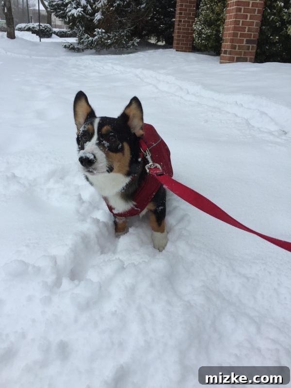 Winston's Healing Progress After Surgery 4 Winston the Corgi frolicking happily in the snow, wearing a cute dog jacket after his foot recovery