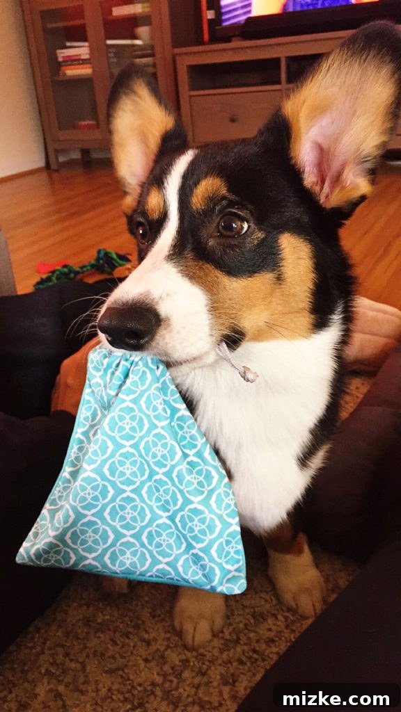 Winston's Healing Progress After Surgery 5 Winston the Corgi playing with a jewelry bag, one of his favorite pastimes
